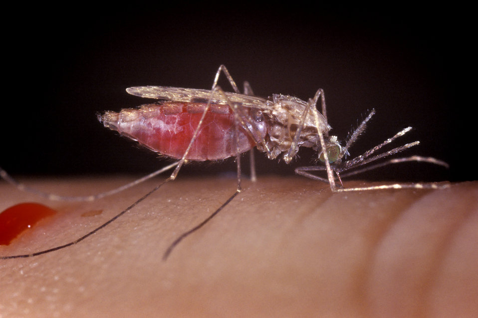 Anopheles gambiae mosquito.