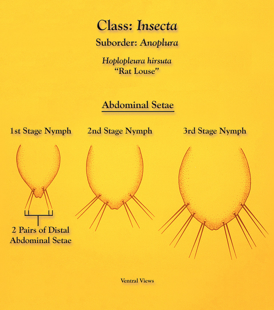 This illustration depicts the morphologic characteristics found to be displayed by the Anopleural sucking 'rat louse', Hoplopleura hirsuta d