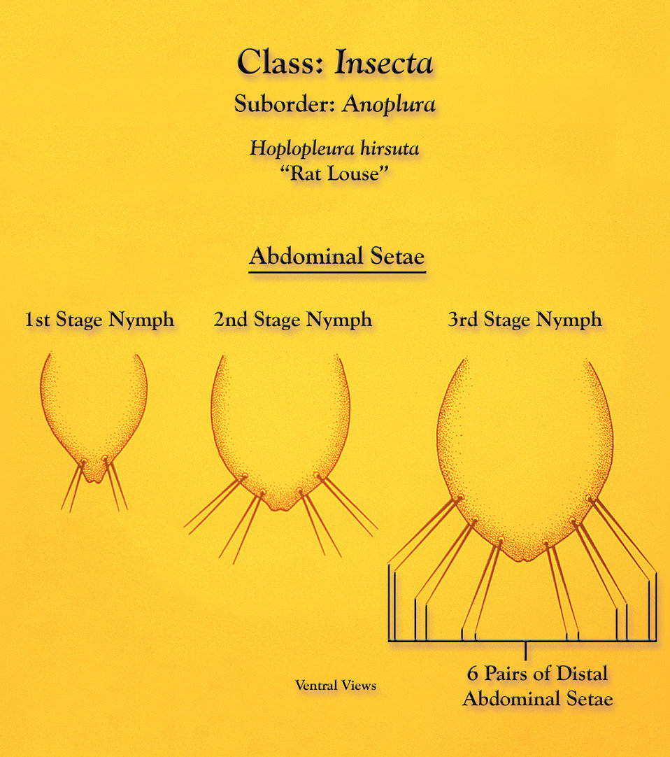 This illustration depicts the morphologic characteristics found to be displayed by the Anopleural sucking 'rat louse', Hoplopleura hirsuta d