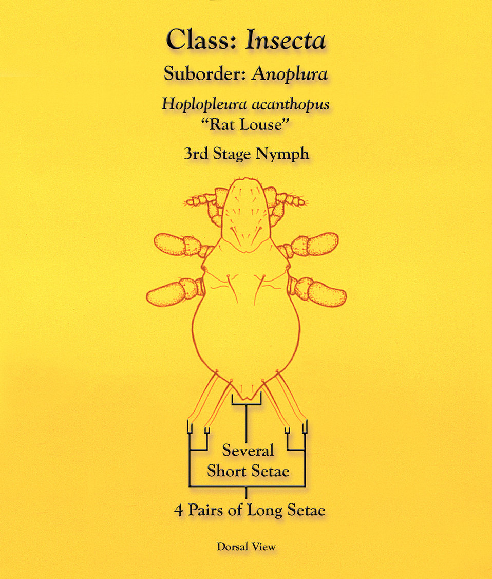 This illustration depicts the morphologic characteristics found to be displayed by the Anopleural sucking 'rat louse', Hoplopleura acanthopu