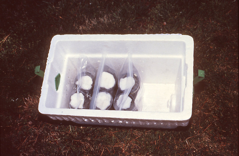 This 1981 photograph depicted a collection of bioassay cages being readied for shipment after they'd been used to collect a catch of mosquit