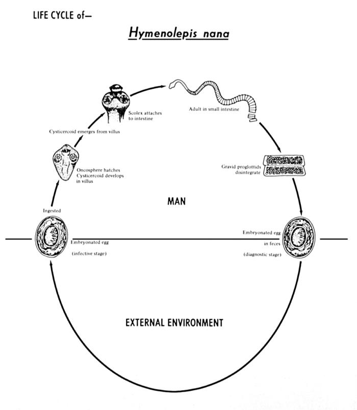 This diagram depicts the various stages in the life cycle of the dwarf tapeworm, Hymenolepis nana, a cestode.