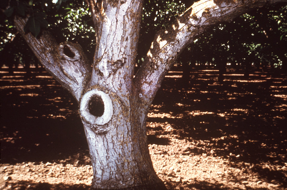 This 1981 photograph depicted a hollowed-out tree hole, which was an ideal breeding place for mosquitoes, given its ability to retain water 