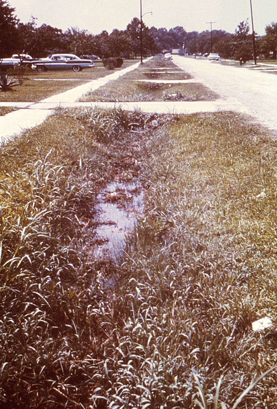 This 1964 photograph depicts a roadside Houston, Texas neighborhood storm water drainage ditch containing stagnant water during a St. Louis 