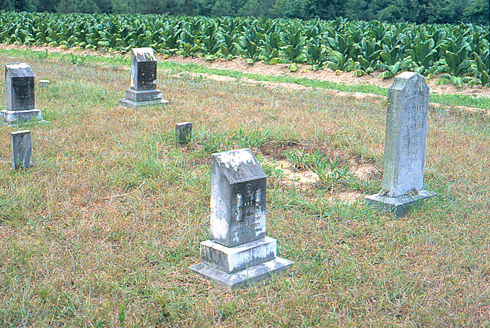 Tobacco field with graves