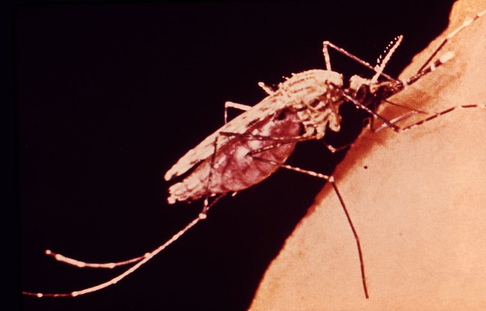 This is a female Anopheles mosquito feeding on a human arm. Only the female mosquito feeds on blood.