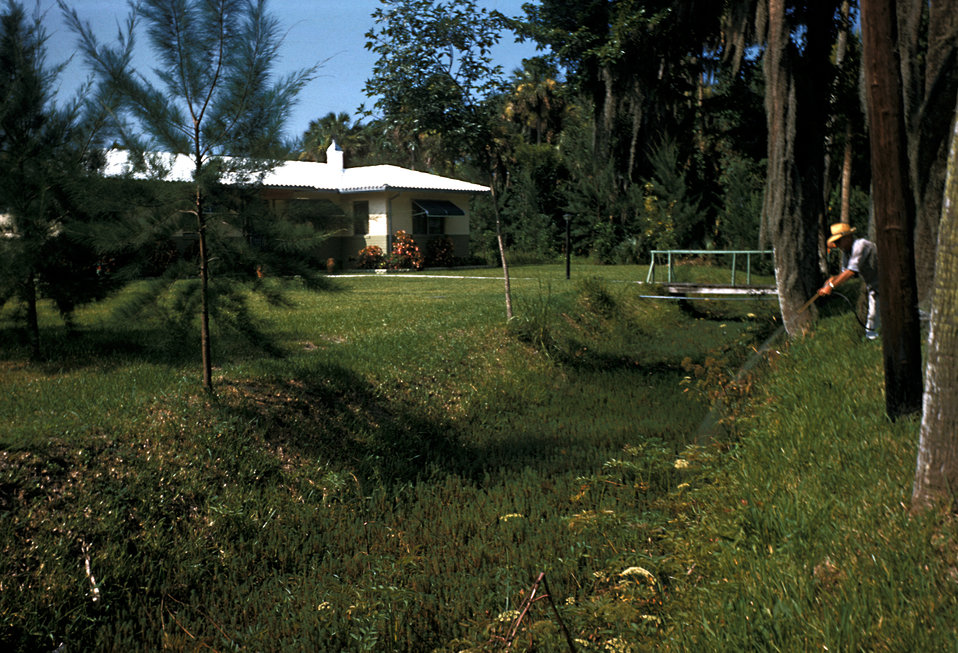 Here domestic mosquitoes are found breeding in this street-side drainage ditch.