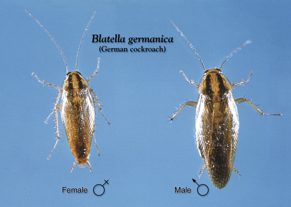 This image depicts a dorsal view of a female (Lt), and a male (Rt) German cockroach, Blatella germanica.