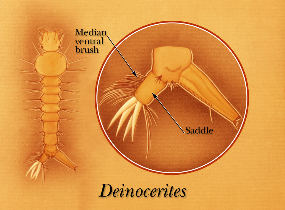An illustration identifying the saddle and median ventral brush of a Psorophora mosquito larva.