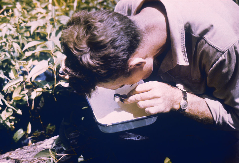 A field worker conducts a mosquito larvae examination study.