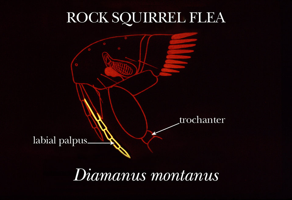 This illustration shows some of the identifying characteristics of the 'rock squirrel' flea, Diamanus montanus.