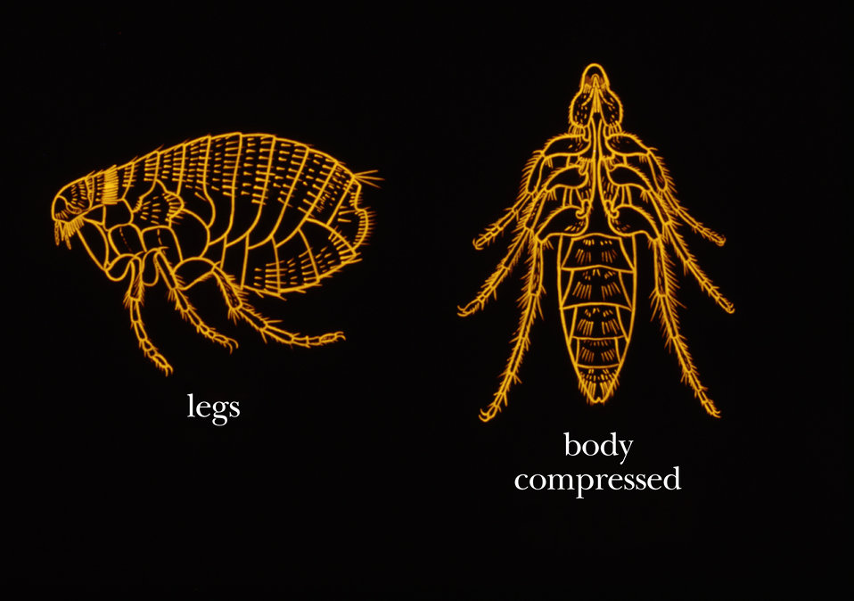 This illustration shows some of the identifying morphologic characteristics of a flea.