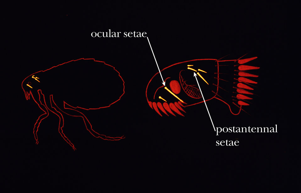 This illustration depicts the setae, or bristles about a flea's head segment; one of the insect's identifying characteristics.