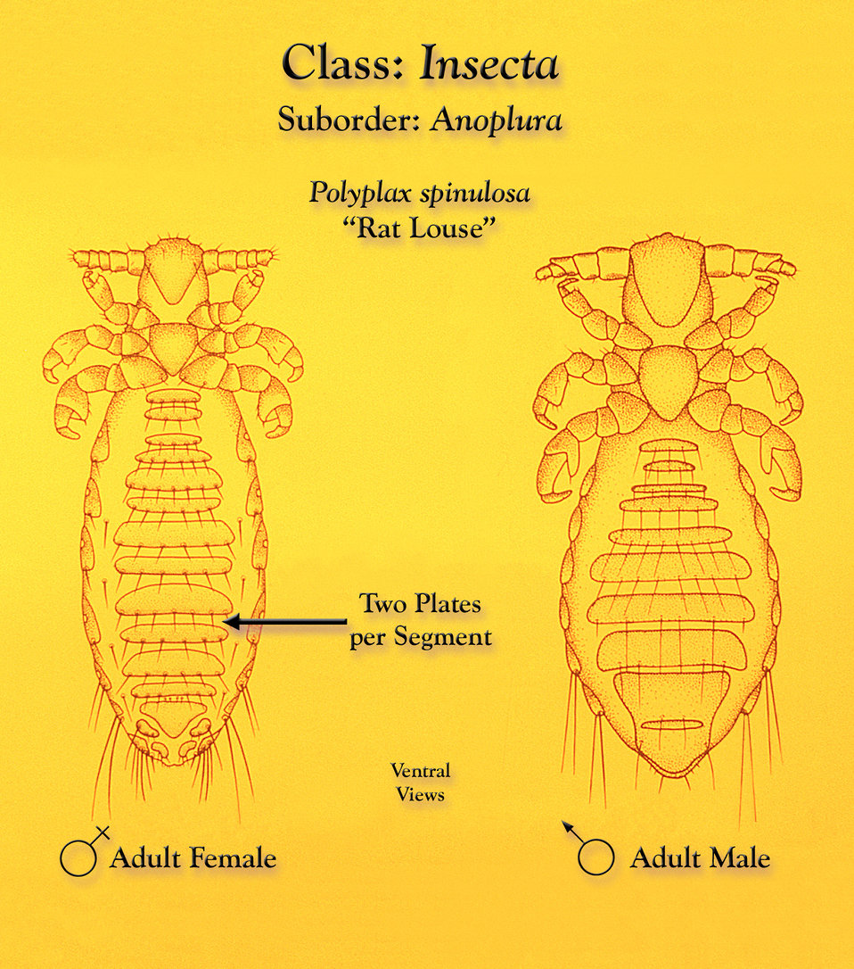 This illustration depicts a female (Lt) and male (Rt) 'rat louse', Polyplax spinulosa from a ventral view.