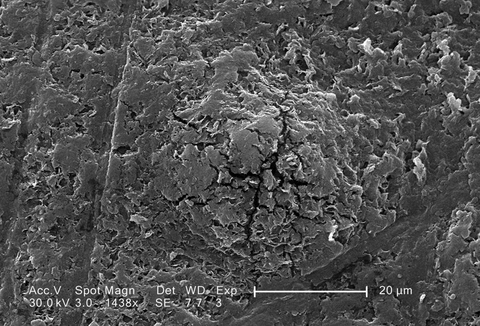 This scanning electron micrograph (SEM) revealed the magnified, roughened surface of a Vitis sp., red table grape; Magnified 1438x. Note tha