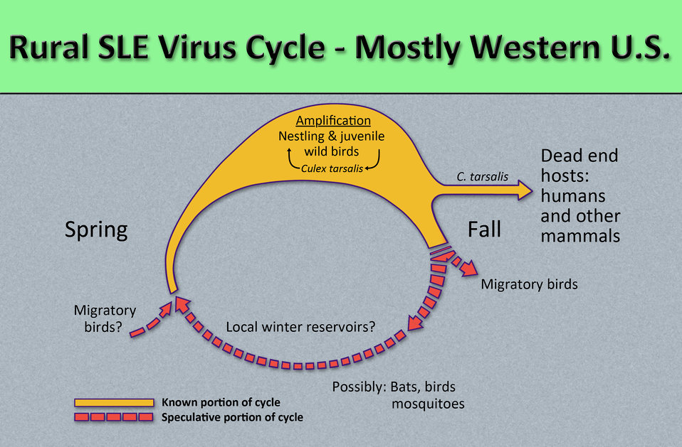 This diagram illustrates the methods by which the rurally distributed arbovirus, St. Louis encephalitis virus (SLEV) reproduces and amplifie