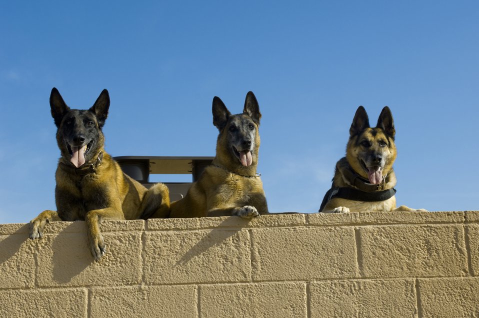 Working dogs take final run