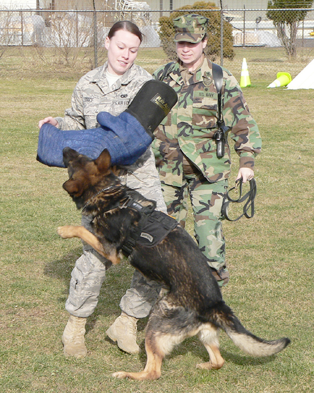 A dog's life at McGuire