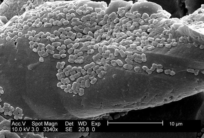 This SEM depicts an E. coli (ATCC 11775) biofilm grown on PC (polycarbonate) coupons using a CDC biofilm reactor.