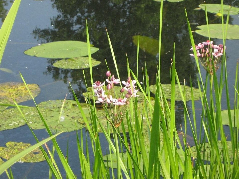 Deutsch:  Der Dahme-Umflutkanal, zwischen Leipsch und Köthener See (Landkreis Dahme-Spreewald, Brandenburg).