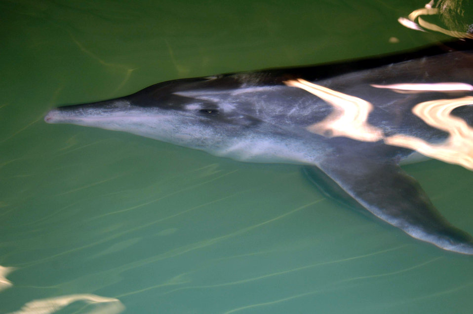 Reservists airlift dolphin to Florida