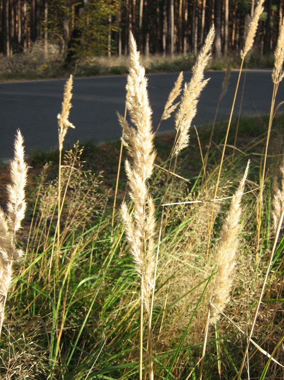 Calamagrostis epigejos Deutsch:  Landreitgras