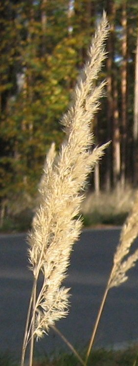 Deutsch:  Calamagrostis epigejos - Landreitgras