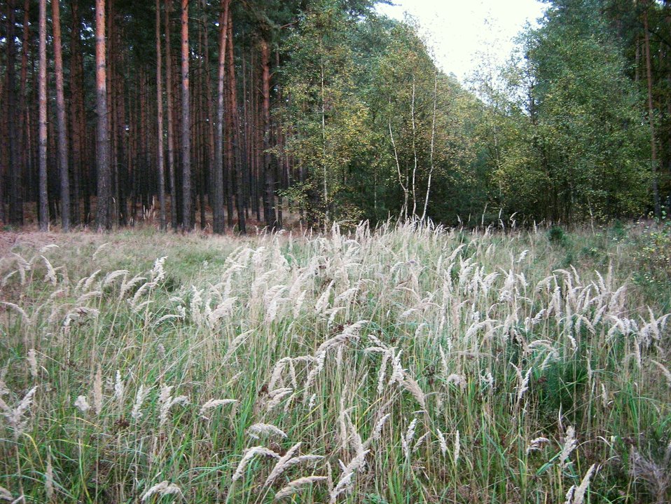 Calamagrostis epigejos Deutsch:  Landreitgras in der Zauche, einem Wald südlich von Ferch im Landkreis Potsdam-Mittelmark, Brandenburg.