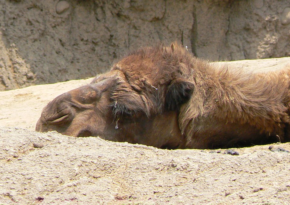 Camelus dromedarius in mexico city zoo