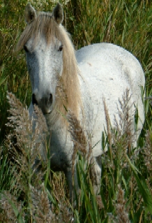 Deutsch:  Camargue-Pferd aufgenommen in der Camargue ca. 5 km landeinwärts von Stes-Maries-de-la-Mer.