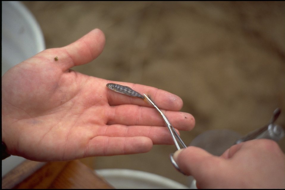 Wolf Creek Fish Count.