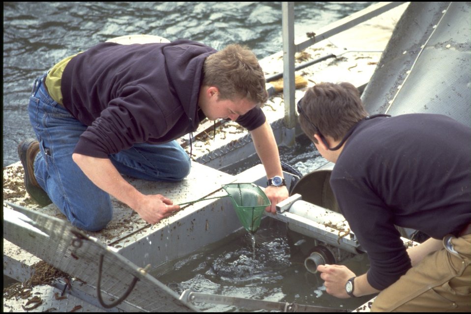 Fish count on Wolf Creek.