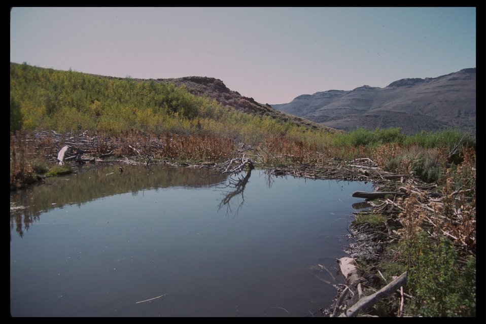 Large beaver pond in Beaver Creek.  (Pueblo Mountain, WSA 2-81)