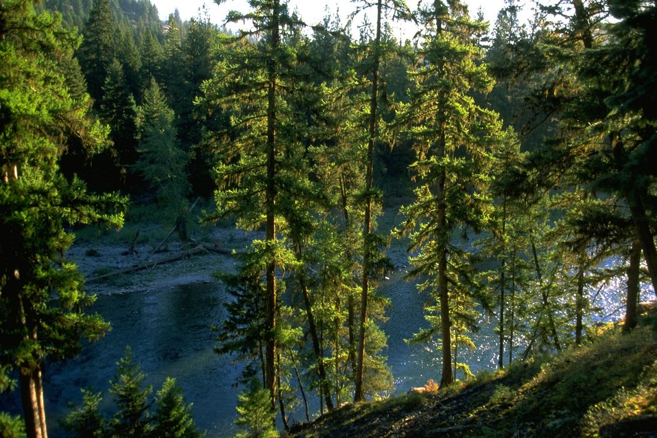 Forest land along the Blackfoot River