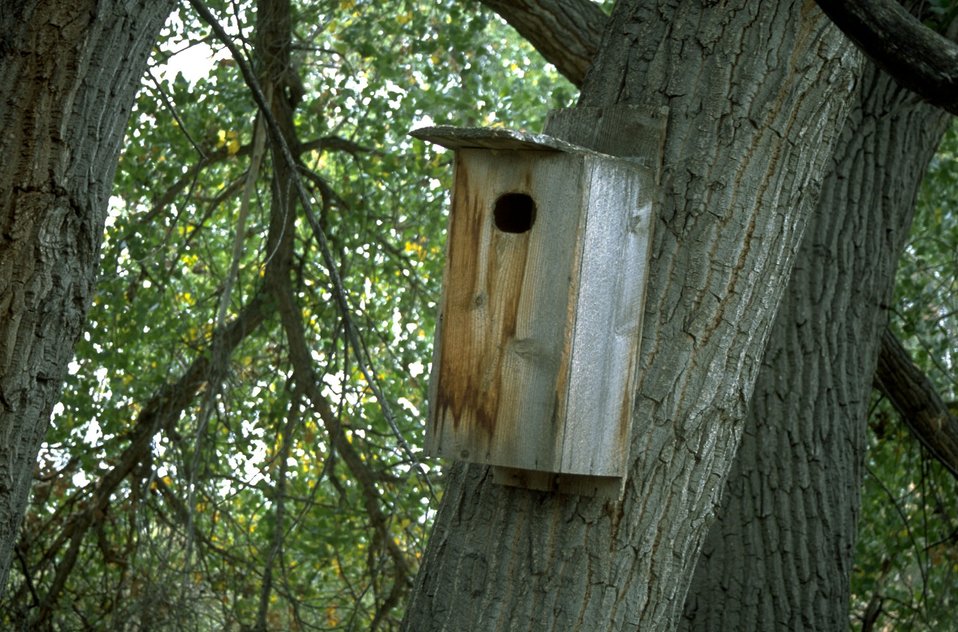 Wood duck nest box at Howrey Island Recreation along the Yellowstone River