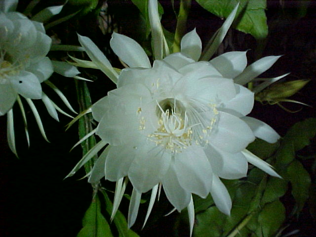 Epiphyllum oxypetalum. Foto tomada pelo autor do texto em sua residência.