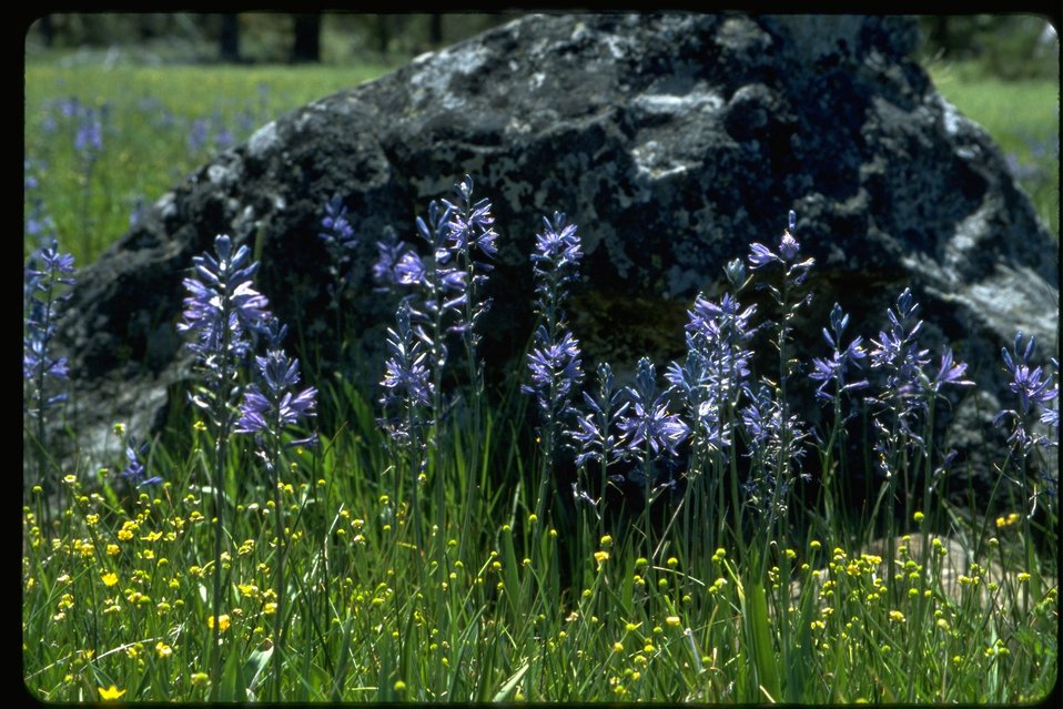 Medium shot of Blue Camas against rock.