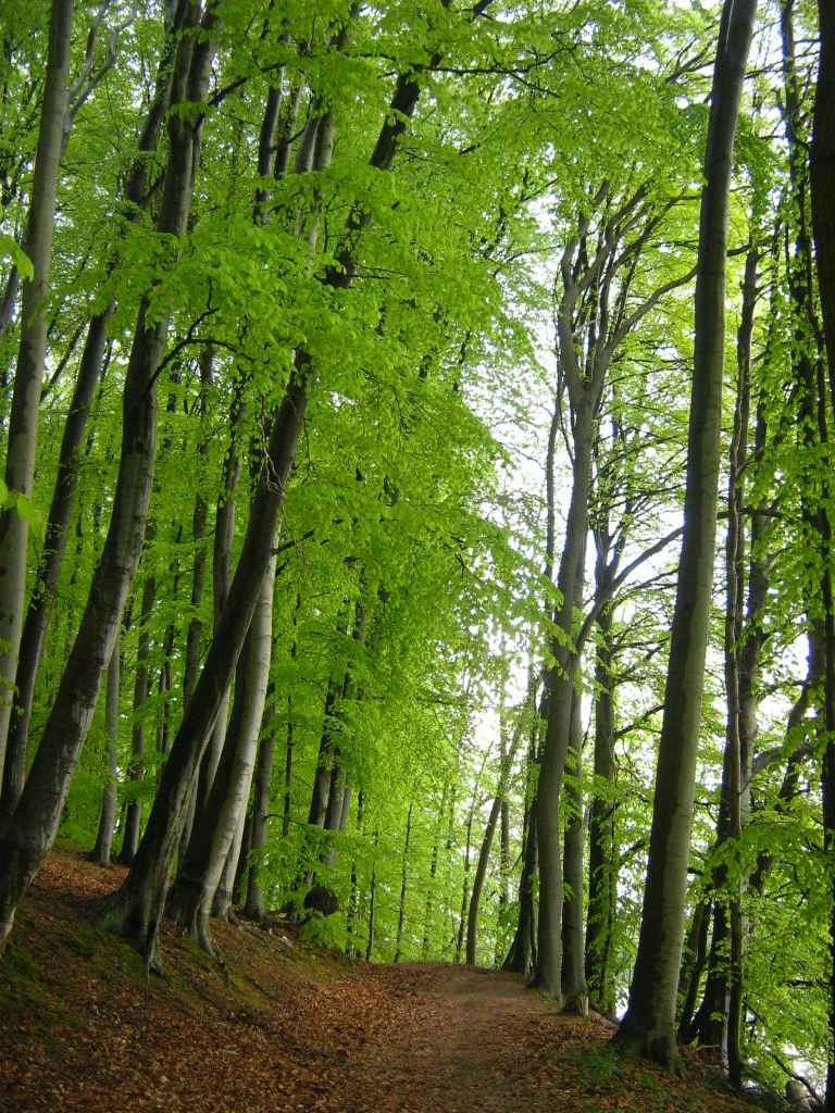 Deutsch:  Raben Steinfelder Forst am Pinnower See im Landkreis Parchim (Mecklenburg).
