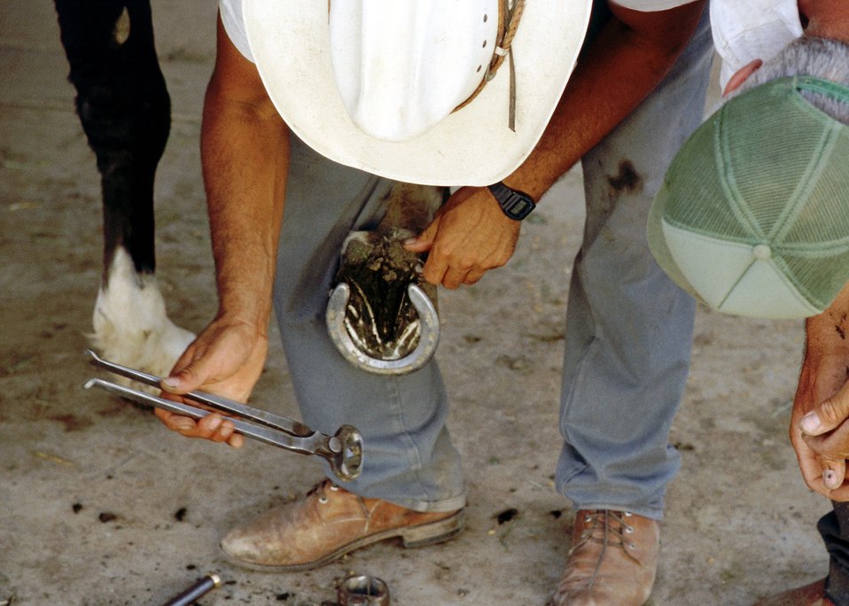 Wild Horse (shoeing)