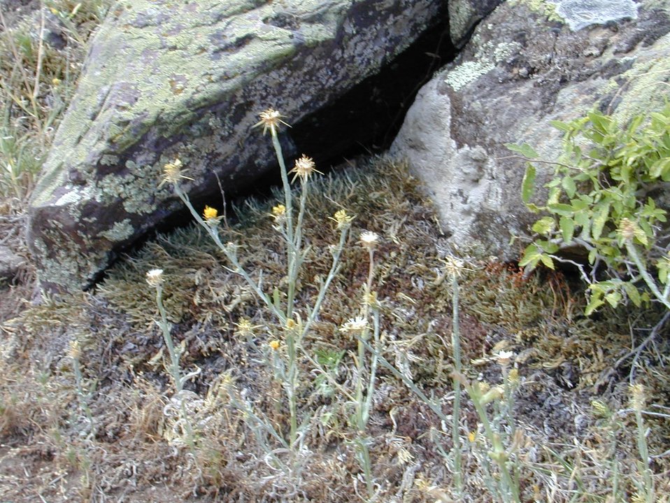 Yellow Starthistle  Cottonwood Field Office  UCSC  Upper Columbia Salmon Clearwater Districtr