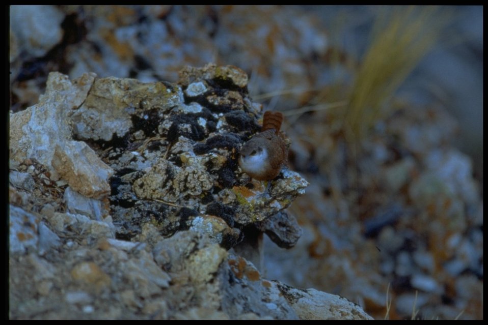 Can you tell what it is? It's a bird resting on a rock blending with the view at the Parashant National Monument.