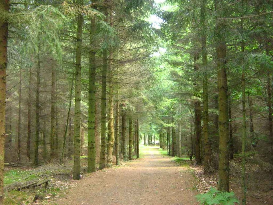 Deutsch:  Fichtenwald in der Ueckermünder Heide bei Rothemühl.