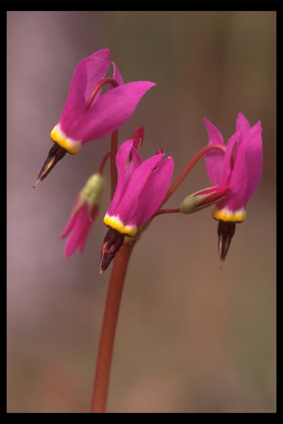 Public Domain Picture | Close up of Henderson’s Shooting Star