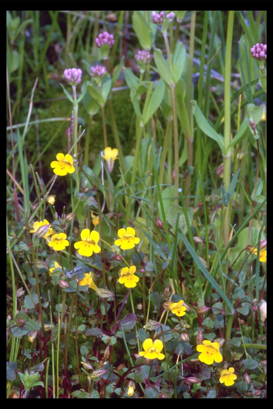 Chickweek Monkey Flower(Mimulus alsinoides) at Shady Cove.