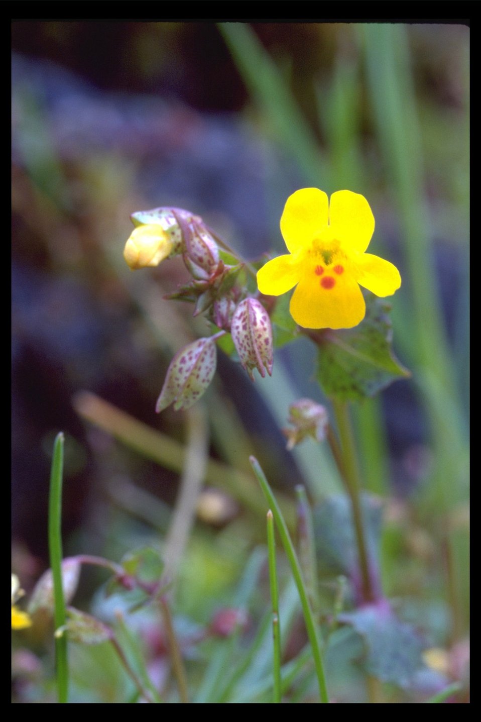 Close up of Chickweed Monkey Flower (Mimulus alsinoides) at Shady Cove.