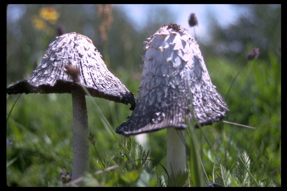 Mushrooms on the steens.