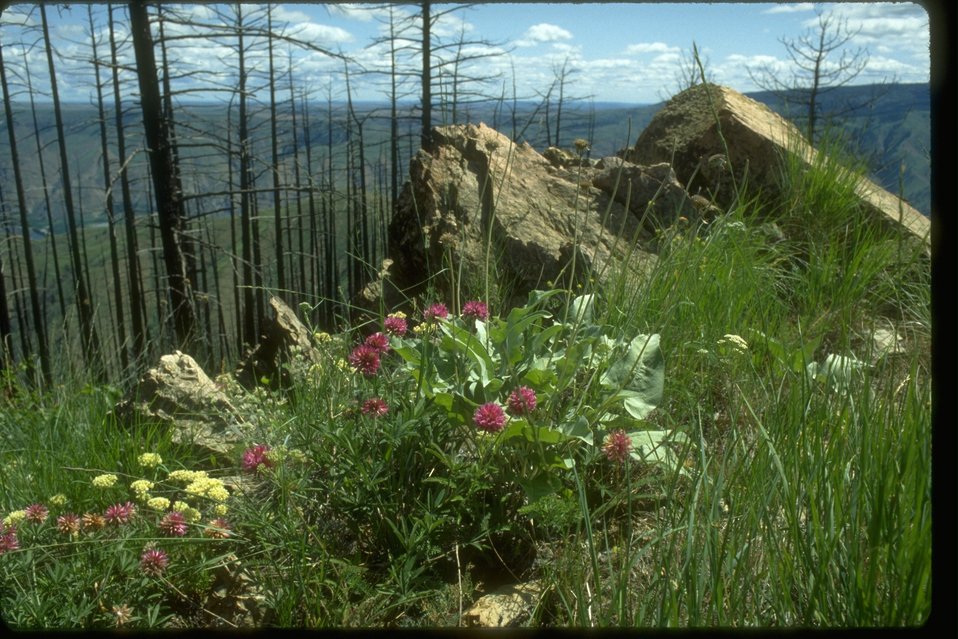 Thompson's clover (Trifolium thompson) a State-classified threatened wildflower after fire in Entiat Hills, Washington.