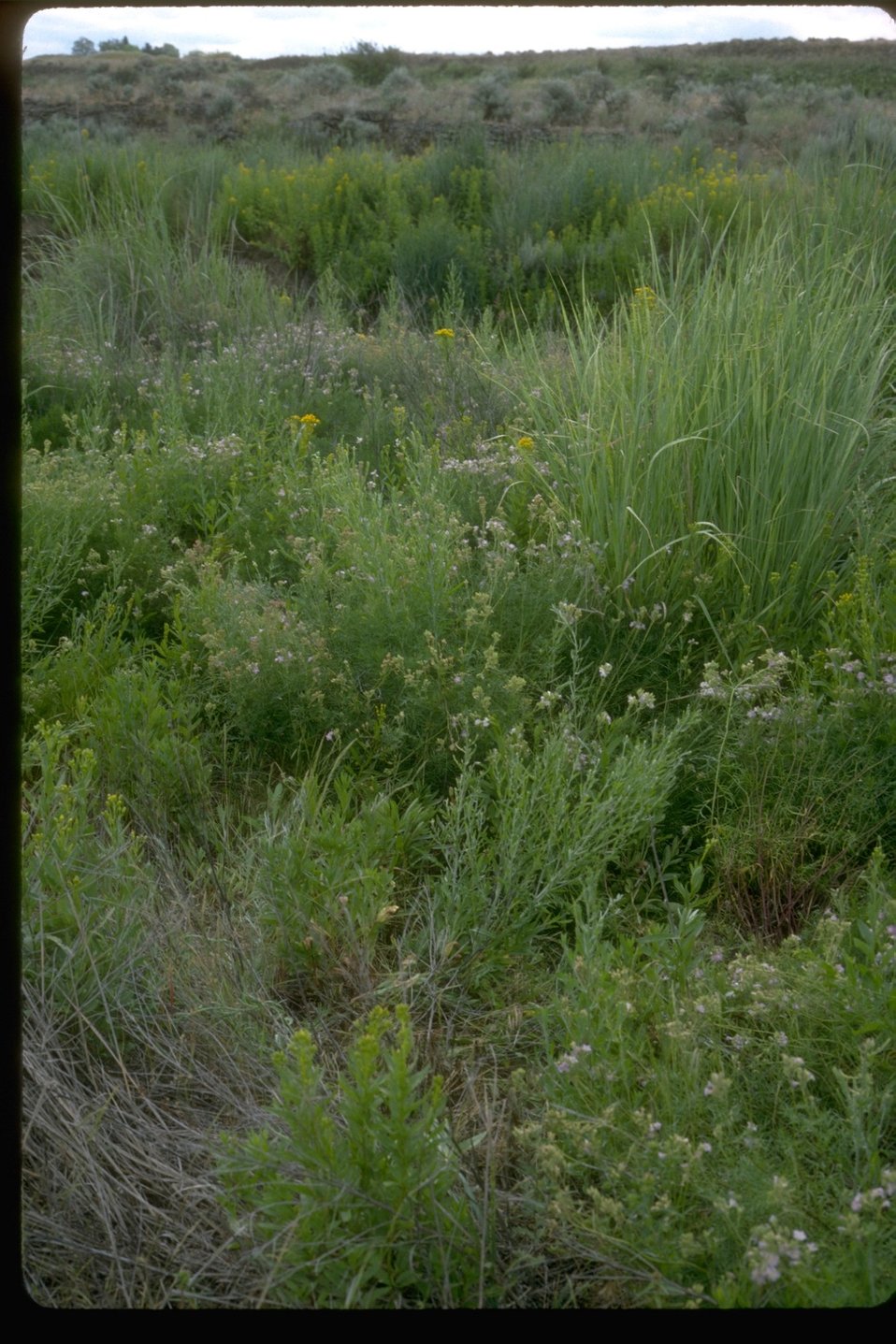 Public Domain Picture | Knapweed treatment site in Lincoln County