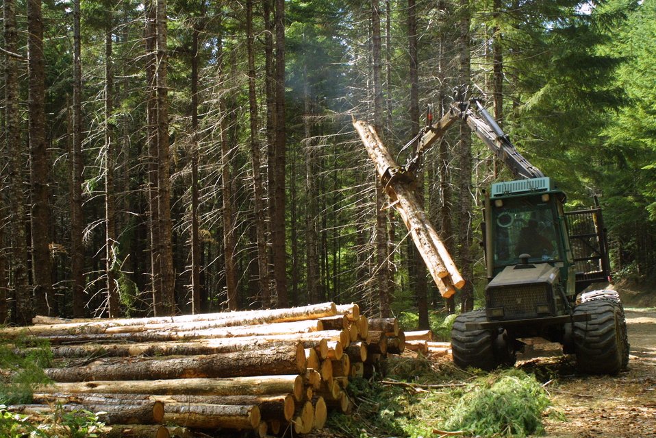 Public Domain Picture Camas East Timber Sale in Late Successional