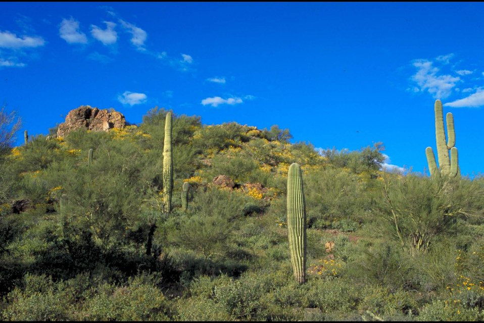 No Image Description Available